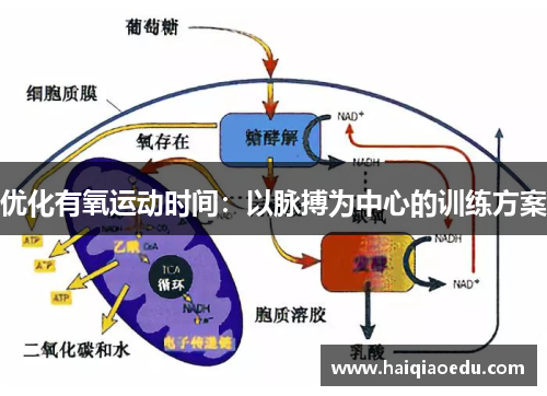 优化有氧运动时间：以脉搏为中心的训练方案